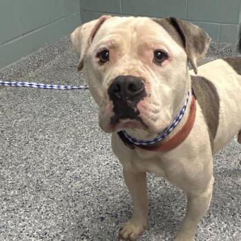 Mixed Breed Dogs Available for Adoption in Greenville, South Carolina - Brodie | PetCurious