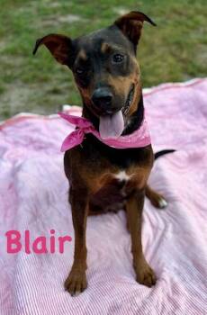 Terrier Dogs Available for Adoption in Zimmerman, Minnesota - Blair | PetCurious
