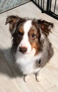 Rescue Australian Shepherd Dogs for Adoption in Nokomis, Florida - Enzo | PetCurious