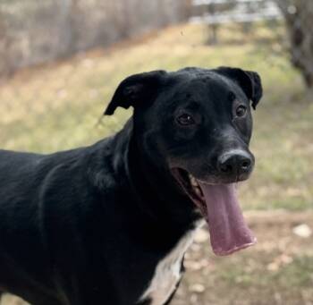Rescue Doberman Pinscher and Labrador Retriever Dogs for Adoption in Houston, Texas - Oreo | PetCurious