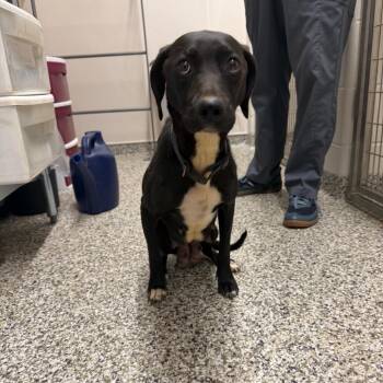 Mickey D -  Pit Bull Terrier Dog for Adoption in Morganton, North Carolina - Mickey D | PetCurious