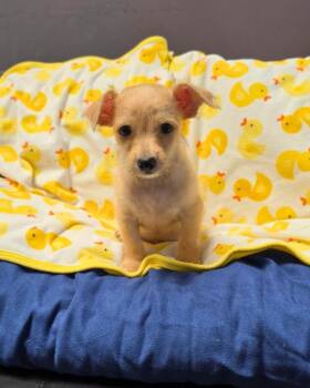 Dash -  Terrier Dog for Adoption in Novato, California - Dash | PetCurious