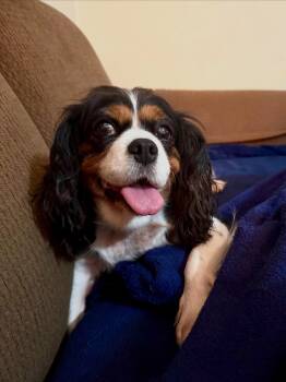 Stunning Stella -  Cavalier King Charles Spaniel Dog for Adoption in Fort Wayne, Indiana - Stunning Stella | PetCurious
