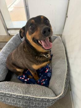 Mixed Breed Dogs Available for Adoption - Leon | PetCurious