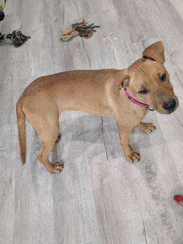 Labrador Retriever Dogs Available for Adoption in Boston, Massachusetts - Lauralye | PetCurious