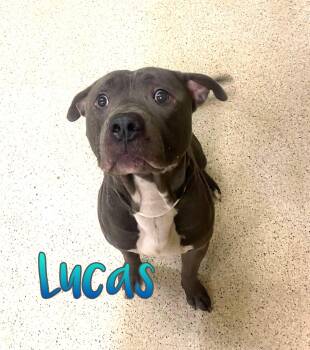 Lucas -  Terrier Dog for Adoption in Muncie, Indiana - Lucas | PetCurious