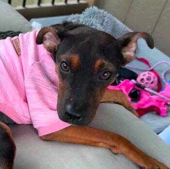Veronica (AO37290) -  Terrier Dog for Adoption in Kansas City, Kansas - Veronica (AO37290) | PetCurious