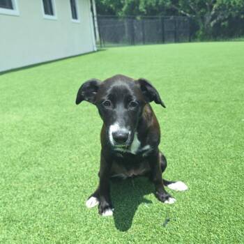 Nariko Nanami 3602 -  Black Labrador Retriever and Mixed Breed Dog for Adoption in Loxahatchee Groves, Florida - Nariko Nanami 3602 | PetCurious