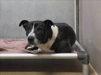 Siberian Husky and Pit Bull Terrier Dogs Available for Adoption - OREO-DOUBLESTUFF | PetCurious