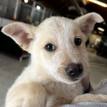 Mixed Breed Dogs Available for Adoption - Rico | PetCurious