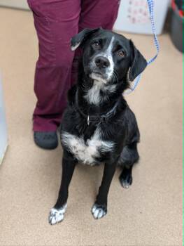 Kiwi -  Australian Shepherd Dog for Adoption in Chambersburg, Pennsylvania - Kiwi | PetCurious