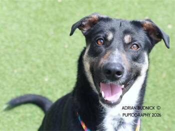 Mixed Breed Dogs Available for Adoption in Nashville, Tennessee - Venusaur | PetCurious