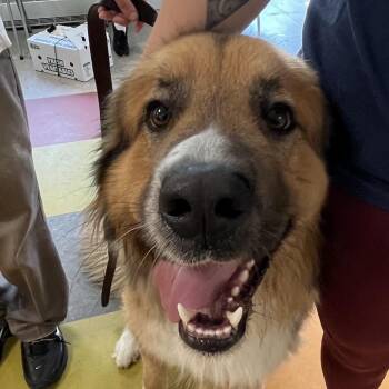 Brody -  Great Pyrenees Dog for Adoption in Philadelphia, Pennsylvania - Brody | PetCurious