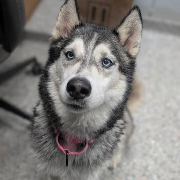 Rogue -  Mixed Breed and Husky Dog for Adoption in West Olive, Michigan - Rogue | PetCurious