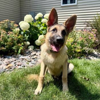 Juicy Fruit--In Foster -  Shepherd and Mixed Breed Dog for Adoption in Fargo, North Dakota - Juicy Fruit--In Foster | PetCurious