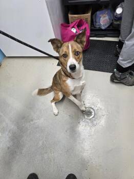 Rescue Mountain Cur and German Shepherd Dog Dogs for Adoption in Camden, Tennessee - Mary | PetCurious