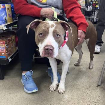 Mixed Breed Dogs Available for Adoption - Indie | PetCurious