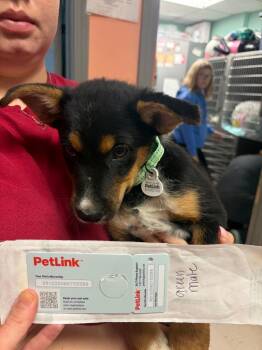 Dorsey Green Pup 5 -  Cattle Dog and Great Pyrenees Dog for Adoption in Morgantown, Kentucky - Dorsey Green Pup 5 | PetCurious