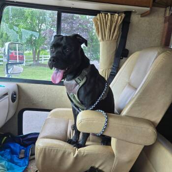 Apollo -  Black Labrador Retriever Dog for Adoption in Shade Gap, Pennsylvania - Apollo | PetCurious