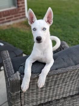 Rose -  Mixed Breed Dog for Adoption in Sudbury, Massachusetts - Rose | PetCurious