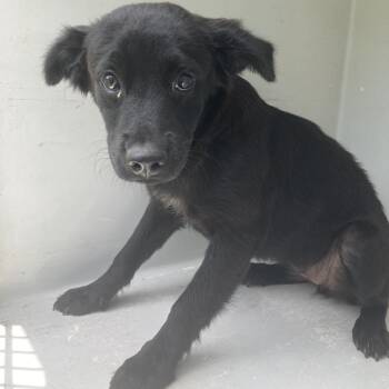 Bindi -  Collie Dog for Adoption in Beaumont, Texas - Bindi | PetCurious