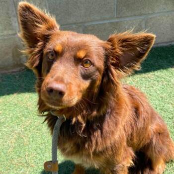 Cinnamon -  Australian Shepherd and Mixed Breed Dog for Adoption in Fort Collins, Colorado - Cinnamon | PetCurious