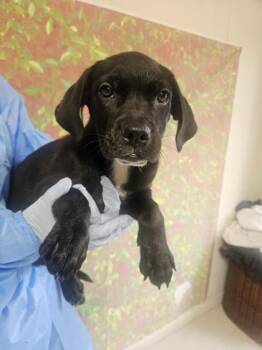Noche -  Labrador Retriever and Mixed Breed Dog for Adoption in San Antonio, Texas - Noche | PetCurious