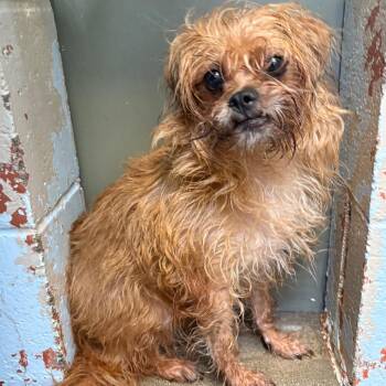 Terrier and Mixed Breed Dogs Available for Adoption in Saint Joseph, Missouri - Graham | PetCurious