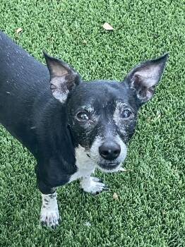 Dachshund and Chihuahua Dogs Available for Adoption in Sarasota, Florida - Max | PetCurious