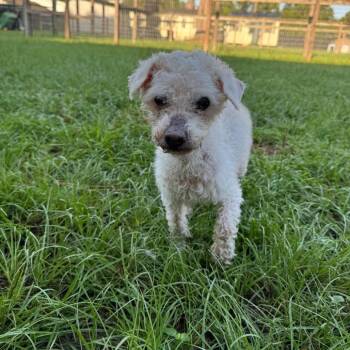 Muriel -  Miniature Poodle Dog for Adoption in Houston, Texas - Muriel | PetCurious