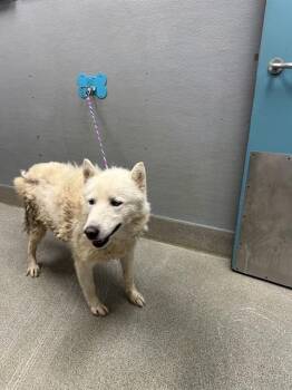 LOBO -  Siberian Husky Dog for Adoption in Las Vegas, Nevada - LOBO | PetCurious