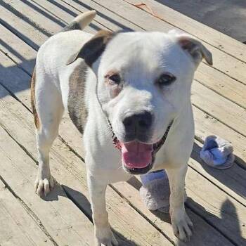 Boxer and Bulldog Dogs Available for Adoption in Niagara Falls, Ontario - Odi (20260509-03) | PetCurious