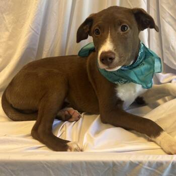 Phillip -  Mixed Breed Dog for Adoption in Canal Winchester, Ohio - Phillip | PetCurious