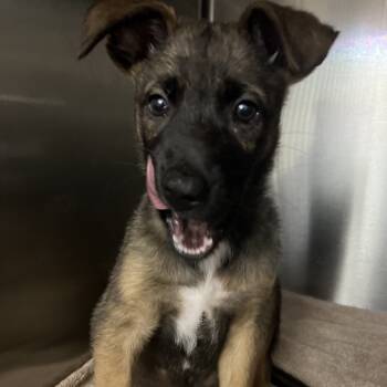 Rescue Mixed Breed Dogs for Adoption in Venice, Florida - Brad | PetCurious