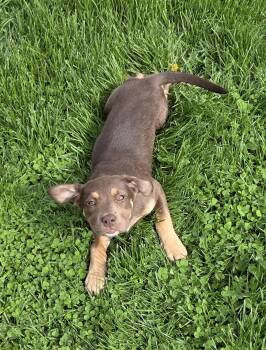 Pit Bull Terrier Dogs Available for Adoption in Lacon, Illinois - Sandy (in Foster) | PetCurious