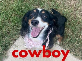 Rescue Dachshund Dogs for Adoption in Texarkana, Texas - Cowboy In Texarkana TX | PetCurious
