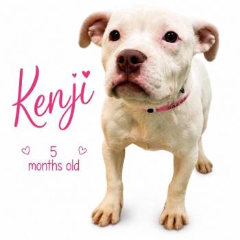 Kenji -  Mixed Breed Dog for Adoption in Memphis, Tennessee - Kenji | PetCurious