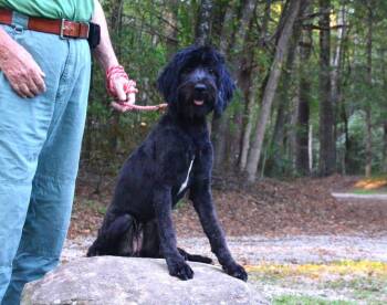 Keira -  Labradoodle Dog for Adoption in Willingboro, New Jersey - Keira | PetCurious