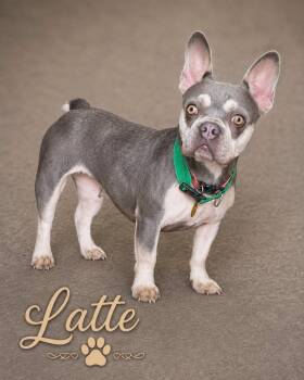 Latte -  French Bulldog Dog for Adoption in North Olmsted, Ohio - Latte | PetCurious