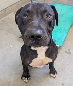 Rescue Pit Bull Terrier Dogs for Adoption in Camarillo, California - A871157 | PetCurious