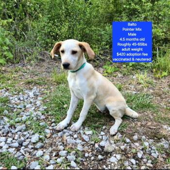 Pointer Dogs Available for Adoption in Oviedo, Florida - Balto | PetCurious