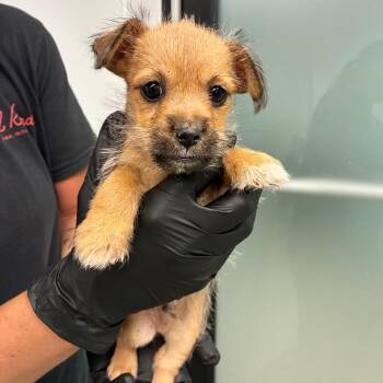 Simon -  Mixed Breed Dog for Adoption in Abilene, Texas - Simon | PetCurious