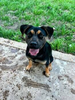 Freya . -  Labrador Retriever Dog for Adoption in Eatontown, New Jersey - Freya . | PetCurious
