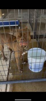 Rescue American Bully Dogs for Adoption in Newborn, Georgia - LOKI | PetCurious