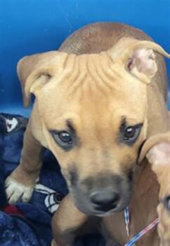 Mixed Breed Dogs Available for Adoption - CROSSIANT | PetCurious