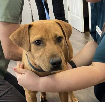 Carolina Dog Dogs Available for Adoption - Lane  | PetCurious