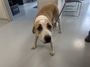 HULA -  Labrador Retriever and Great Pyrenees Dog for Adoption in Ocala, Florida - HULA | PetCurious