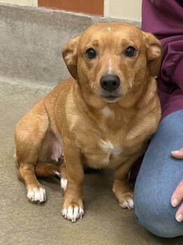 Buttercup -  Chihuahua Dog Available for Adoption in Winchester, Virginia - Buttercup | PetCurious