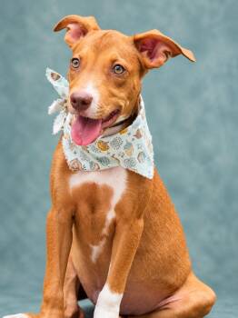 Alice -  Hound Dog for Adoption in Nahunta, Georgia - Alice | PetCurious