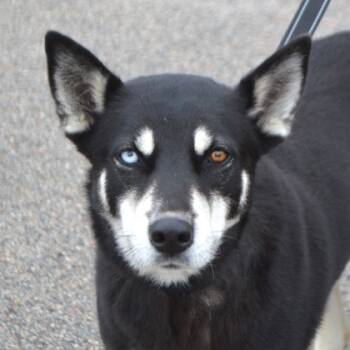 Rescue Husky and Mixed Breed Dogs for Adoption in Elk Grove Village, Illinois - Jemma+ | PetCurious